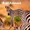 Baby Animals | 2026 7 x 14 Inch (Hanging) Monthly Mini Wall Calendar